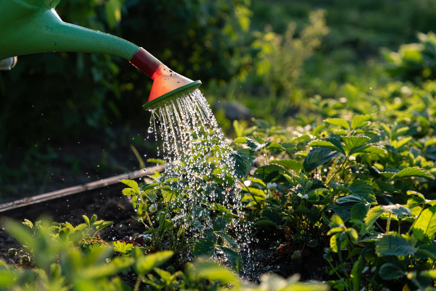 אחזקת גינות