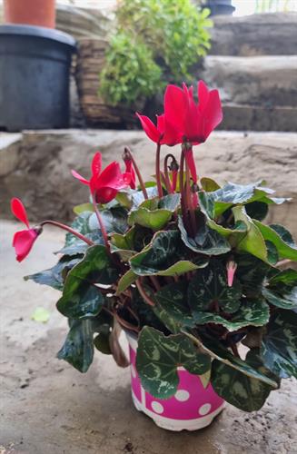 3c80018c-3671-41f7-8d36-7be8fde069ca_500