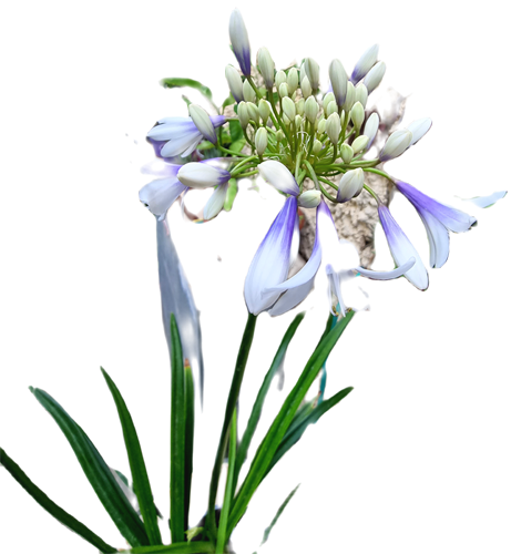 6a468b5f-4d2e-49f2-9f72-0026d4b24203_500