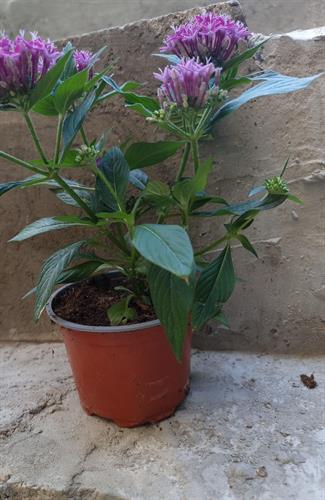 6cf952f6-b9d9-4b31-9fff-23a037dd3f64_500