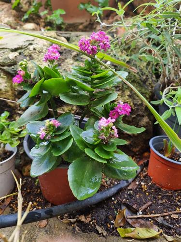 a0dde035-2cb7-40b0-895a-5f8044904633_500