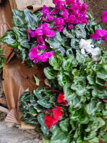 e6720465-8341-4cdd-9843-4254d87b4d8b_500