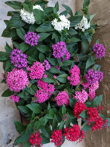 ee0b0e52-e999-480e-8245-756159bb6e53_500