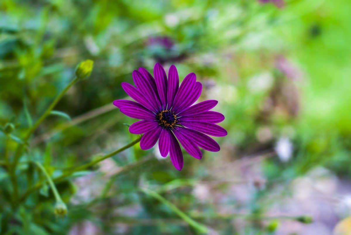 עבודות גינון